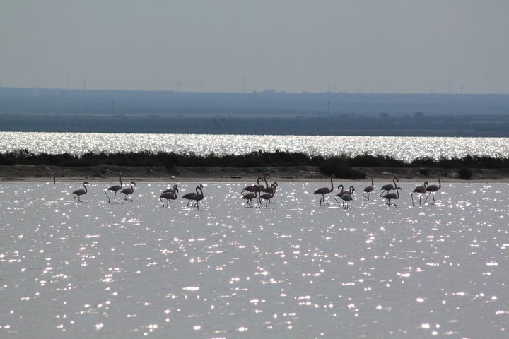 Margherita Di Savoia Foggia Wetlands Puglia Zone Umide Foggia Wetlands Puglia